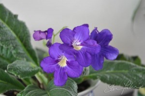 Streptocarpus 2