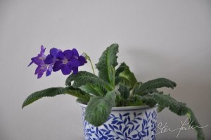 Streptocarpus