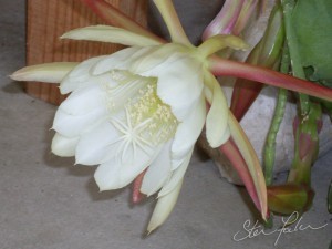 Epiphyllum - white 1