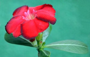 Adenium