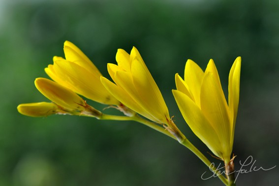 Sparaxis grandiflora ssp acutiloba flowers WEB