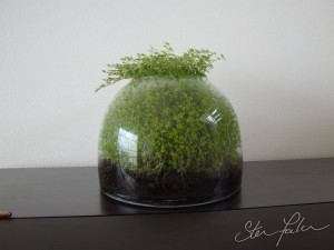 Overgrown baby's tears terrarium