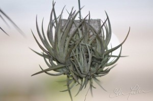 Tillandsia bergeri