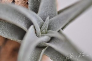 Tillandsia edithae