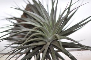 Tillandsia recurvifolia x tenuifolia
