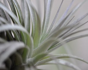 Tillandsia schiedeana x brachycaulos