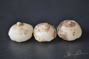 Albuca spiralis bulbs