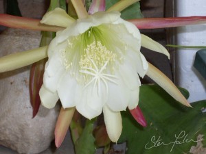 Epiphyllum - white 2