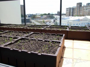 Front Balcony w strawflower seedlings Strawflower seedlings