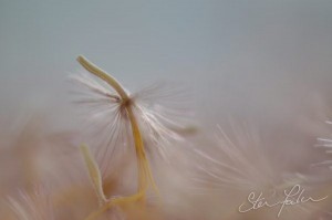 Gerbera seedhead 2