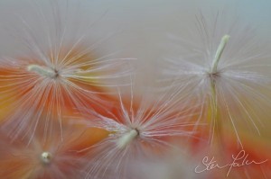 Gerbera seedhead 3