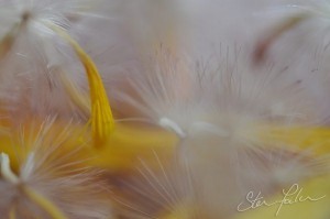 Gerbera seedhead
