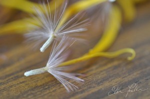 Gerbera seedhead 4