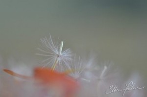 Gerbera seedhead 5