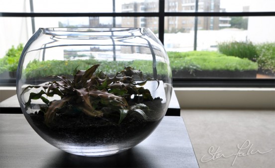 Cryptanthus Terrarium 