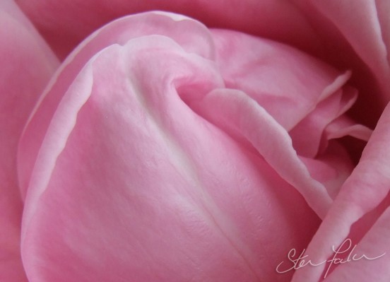 Pink Rose