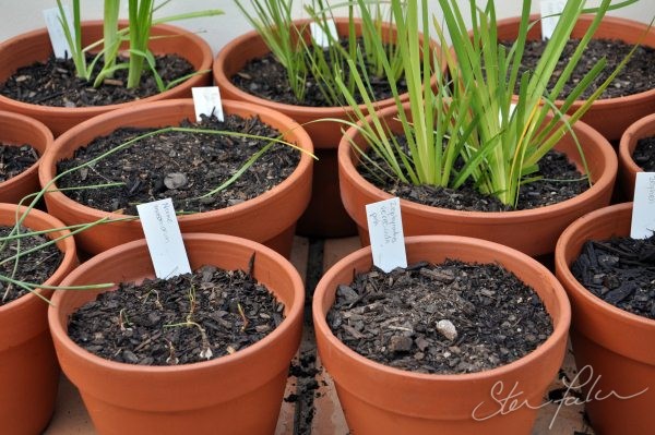 Potted Bulbs